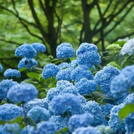 Вилла Le Colombier, Vue Acces 300m